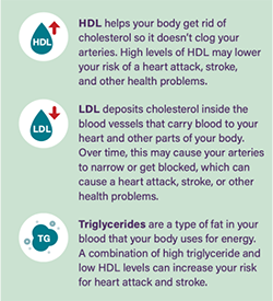 Diagram of HDL, LDL, and Triglycerides
