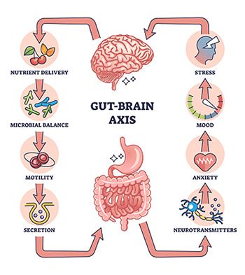 diagram of gut-brain axis